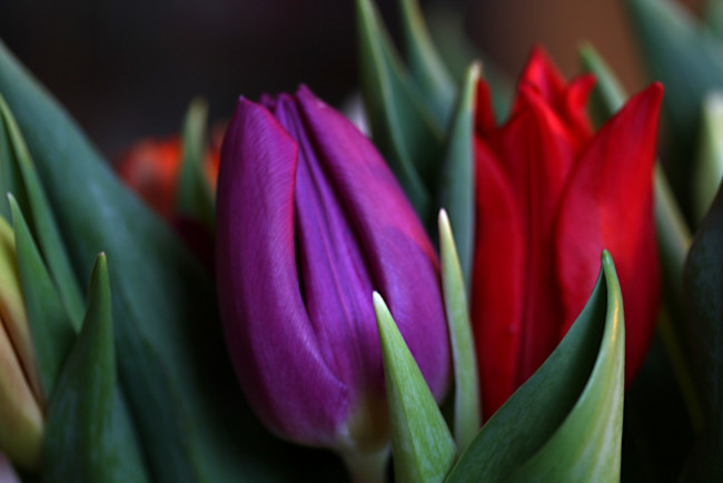 Обои картинки фото цветы, тюльпаны, фиолетовый, красный