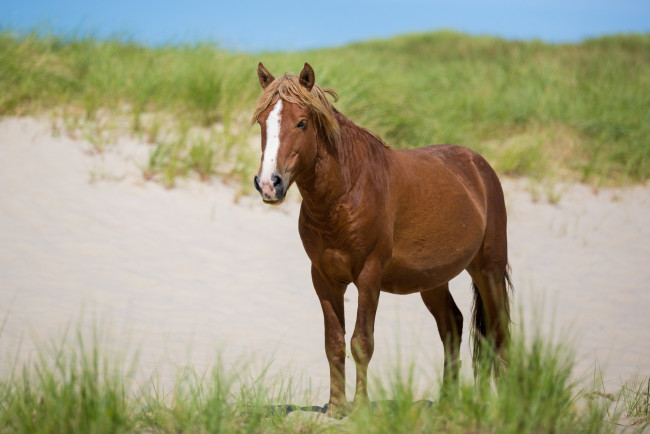 Обои картинки фото животные, лошади, морда, конь, трава, песок