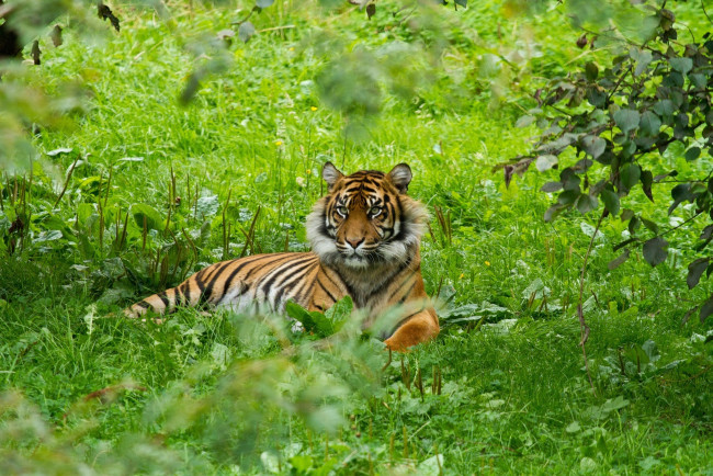 Обои картинки фото животные, тигры, кошка, трава, отдых