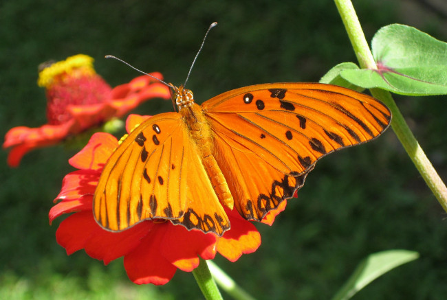 Обои картинки фото животные, бабочки, бабочка, рыжая, оранджевая