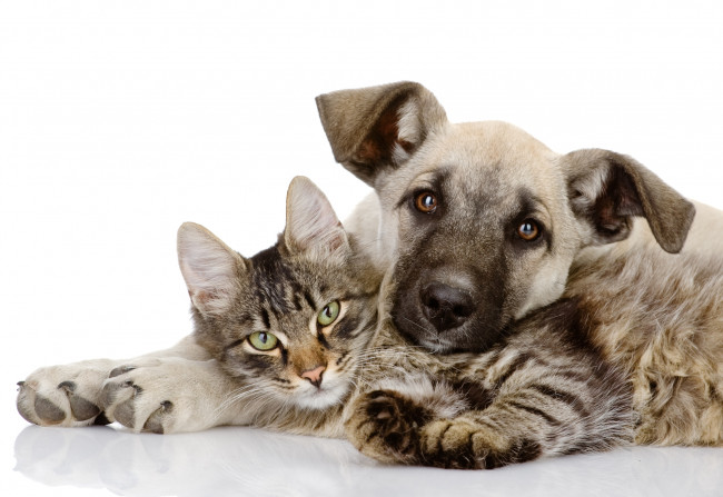 Обои картинки фото животные, разные вместе, собака, кошка, вместе, щенок, котенок, любовь, обнимает