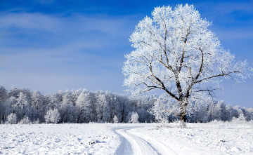 Картинка природа зима колея деревья лес снег поле