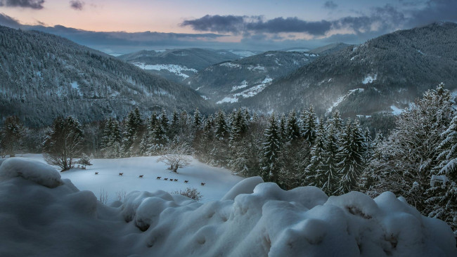 Обои картинки фото природа, горы, снег, лес