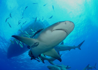 Картинка животные акулы зубы пасть опасность обитатели подводный глубина вода море океан хищник рыба акула shark