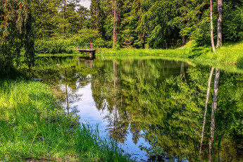 Картинка природа реки озера заводь река зелень лето