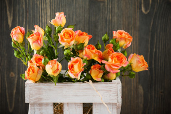 Картинка цветы розы персиковый бутоны