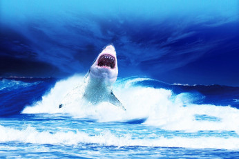 Картинка животные акулы акула shark обитатели опасность пасть зубы глубина вода море океан рыба хищник подводный
