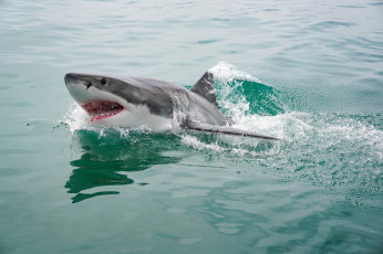 Картинка животные акулы акула shark зубы опасность пасть обитатели подводный глубина вода океан море хищник рыба
