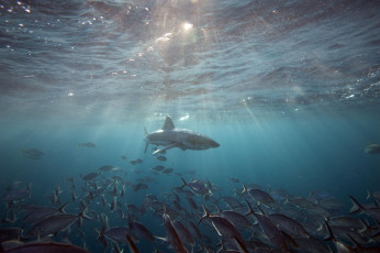 Картинка животные акулы хищник опасность глубина обитатели подводный море вода океан shark зубы пасть рыба акула