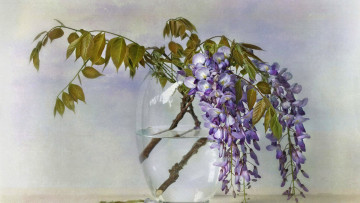 Картинка цветы глициния вистери