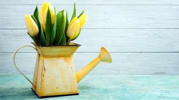 Картинка цветы тюльпаны лейка букет желтые бутоны