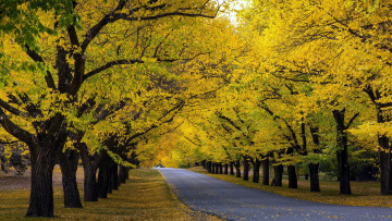 Картинка природа дороги шоссе осень листопад