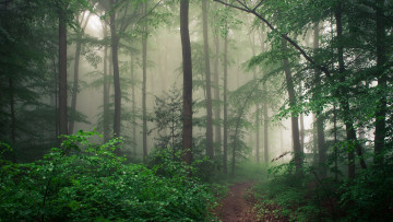 обоя природа, лес, туман, деревья