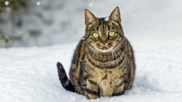 Картинка животные коты кот на снегу