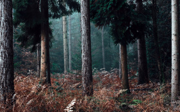 Картинка природа лес сосны стволы папоротник