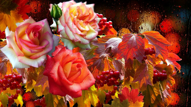Обои картинки фото цветы, розы, композиция