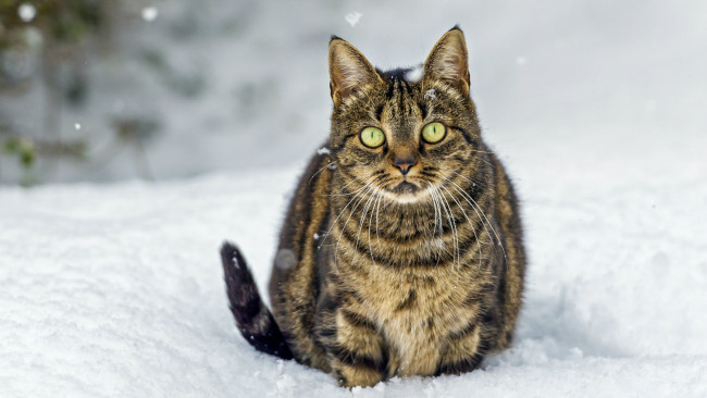Обои картинки фото животные, коты, кот, на, снегу
