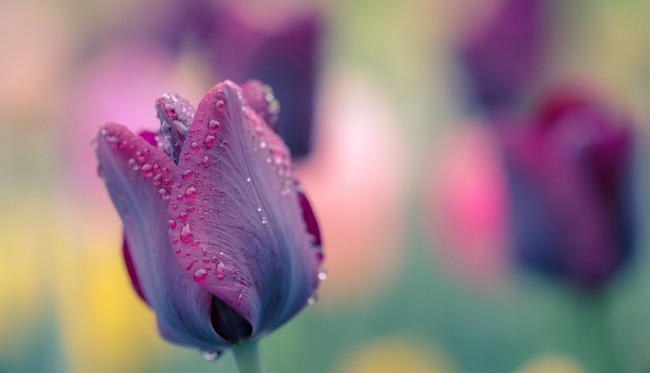 Обои картинки фото цветы, тюльпаны, бутон, лиловый, макро, капли