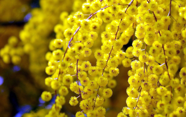 Обои картинки фото цветы, мимоза, желтый