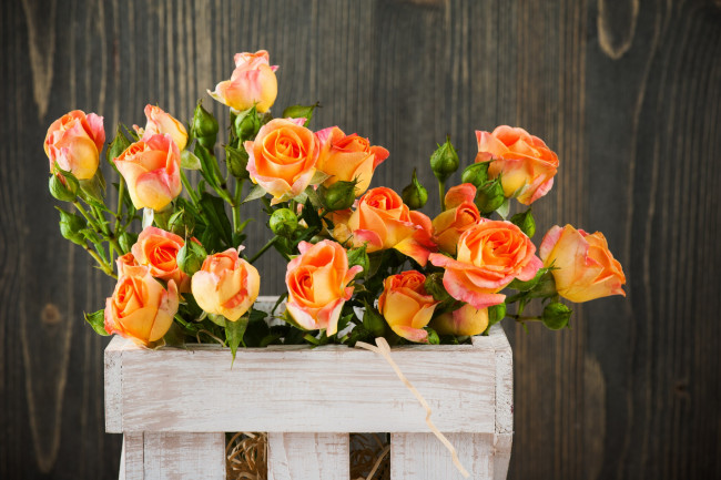 Обои картинки фото цветы, розы, персиковый, бутоны