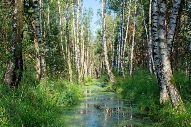 Обои картинки фото природа, лес, березы, ручей