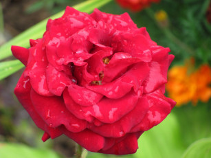 Картинка цветы розы алая роза макро капли