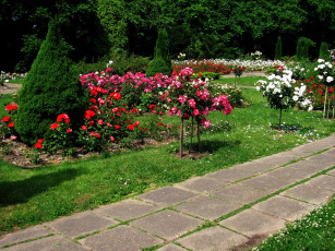 Картинка природа парк розарий деревья лето