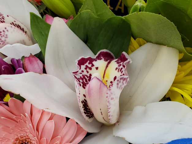 Обои картинки фото цветы, орхидеи, орхидея, макро