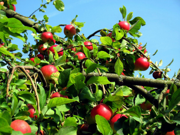 Обои картинки фото природа, плоды, яблоня, яблоки, урожай