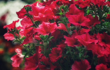 Картинка цветы петунии +калибрахоа красные много