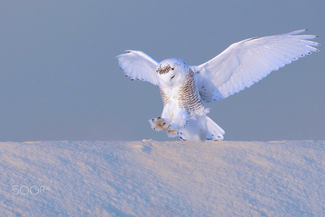 Обои картинки фото животные, совы, зима, птицы, снег, 500px, пoлярная, сова