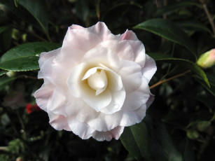Картинка цветы камелии бледно-розовый нежность