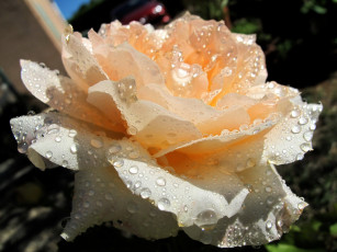 Картинка цветы розы кремовый капли вода