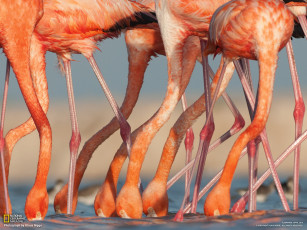Картинка животные фламинго