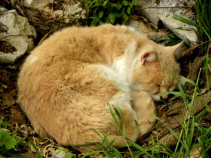 Картинка животные коты cat рыжий