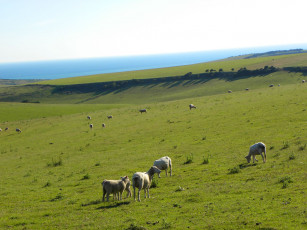Картинка животные овцы бараны пастбище
