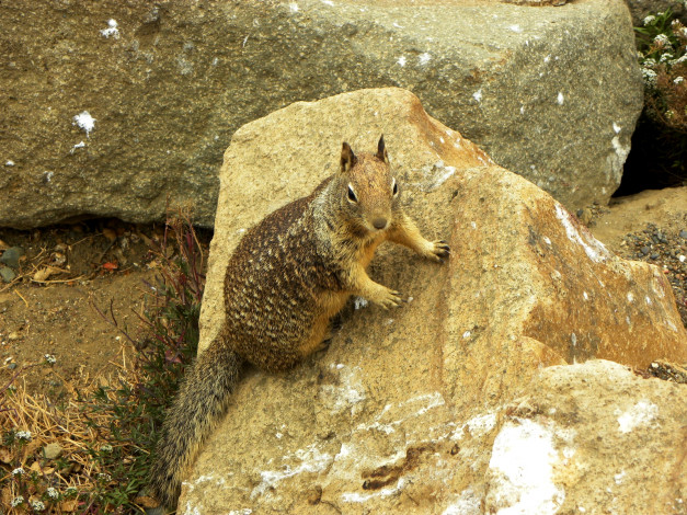 Обои картинки фото животные, белки, squirrel