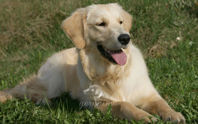 Обои картинки фото автор, geronima, животные, собаки, golden, retriever