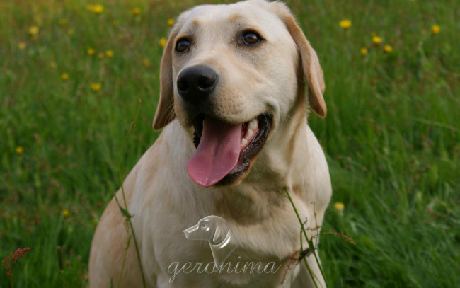 Обои картинки фото автор, geronima, животные, собаки, retriever