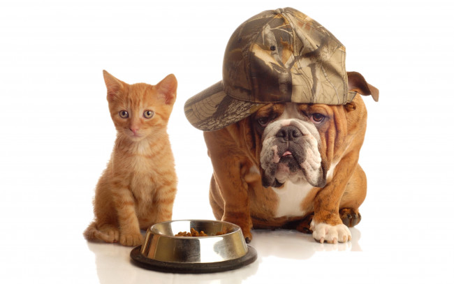 Обои картинки фото животные, разные, вместе, корм, кепка, миска, котёнок, бульдог, собака