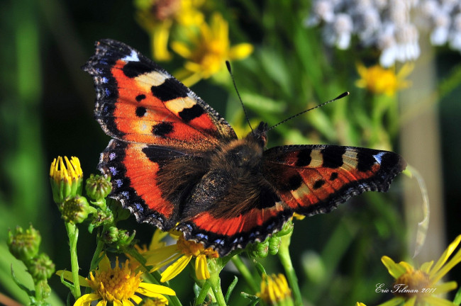 Обои картинки фото животные, бабочки, крылья, яркий