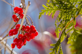 Картинка природа Ягоды гроздь ветка макро красные ягоды