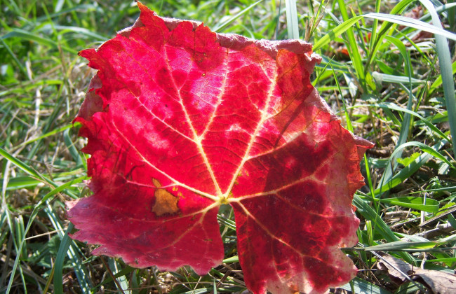 Обои картинки фото природа, листья, трава, красный, виноградный, листик