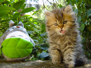 Картинка животные коты игрушка пушистый котёнок