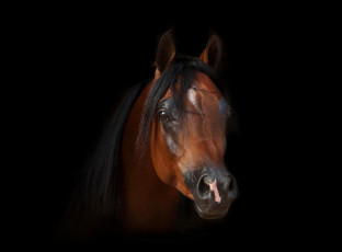 Картинка животные лошади лошаль конь голова гнедой арабский