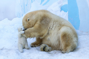 Картинка животные медведи материнская любовь медведица медвежонок