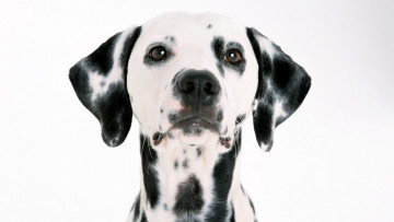 Картинка животные собаки собака пятна долматинец взгляд голова пес