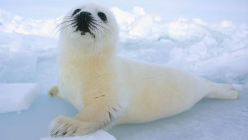 обоя животные, тюлени,  морские львы,  морские котики, снег, лед, детеныш, белек