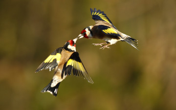 Картинка животные щеглы +чижи полет пара птицы
