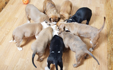 Картинка животные собаки кушают щенки puppy dogs хвост